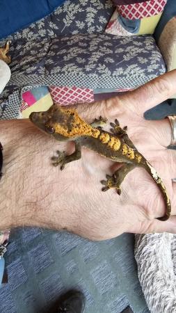 Image 3 of Crested geckos 4 to 8 months old, all home bred
