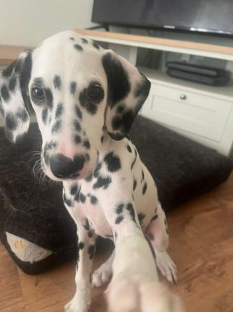Image 1 of Last Dalmatian puppy looking for his forever home