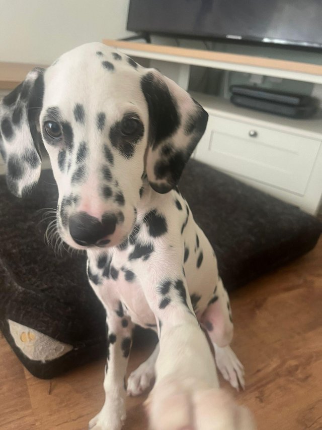 Preview of the first image of Last Dalmatian puppy looking for his forever home.