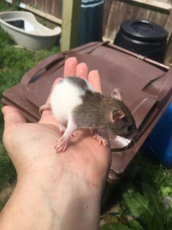 Image 4 of 8 week old rats for sale boys and girls