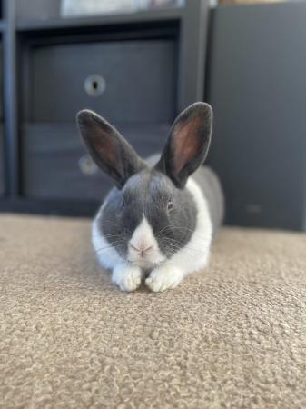 Image 3 of 6 month old male rabbit in need of forever home