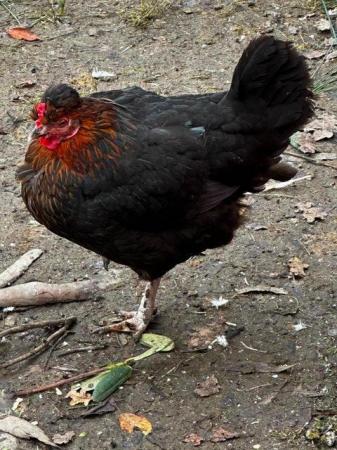 Image 9 of Beautiful pure bred, hand reared birds, hens cocks and trios