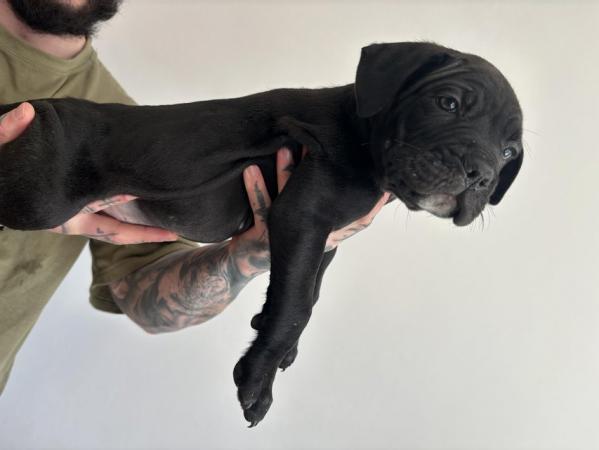 Image 11 of Litter of 12 Cane Corso Puppies