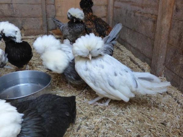 Image 5 of Bantam chickens Polish, Pekin, Silkie and Aracanna