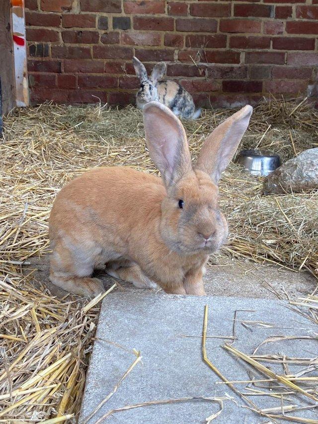 Preview of the first image of Well handled rabbits for sale Giants, mini lops &  Dutch X.