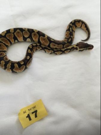 Image 9 of Female pastel baby royal python