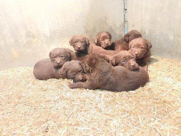 Image 7 of Chocolate Labrador puppies - Excellent pedigrees