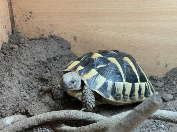 Image 2 of 2 year old Herman’s tortoise