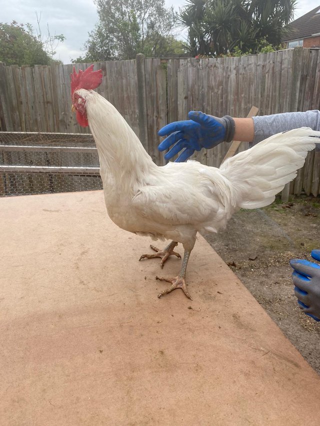 Preview of the first image of 8 month old leghorn rooster for sale.