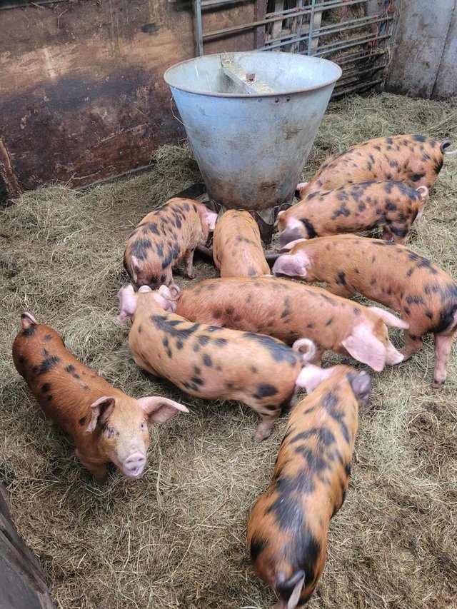 Preview of the first image of Oxford Sandy and Black Weaner Piglets 11 Weeks Gilts Boars.