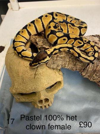Image 14 of Mixed sex and colour Royal pythons from £80