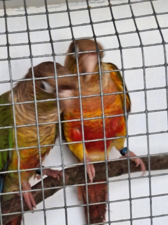 Image 5 of Mutation greencheeked conures