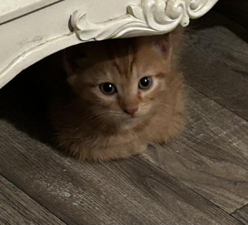 Image 1 of Ginger female kitten ready now  x