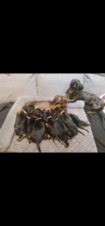 Image 11 of Beautiful smooth haired black and tan puppies