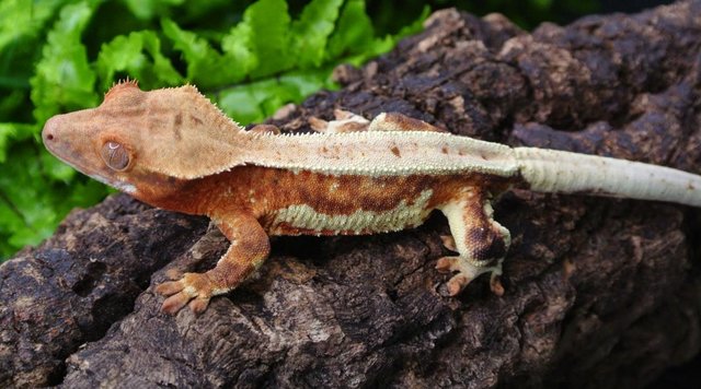 Image 4 of Orange Lilly white Crested gecko male