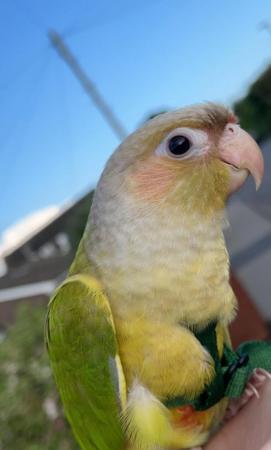 Image 10 of Baby conures for sale -incredibly tame, healthy and young