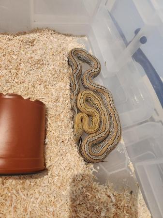 Image 5 of Corn snakes for sale £60