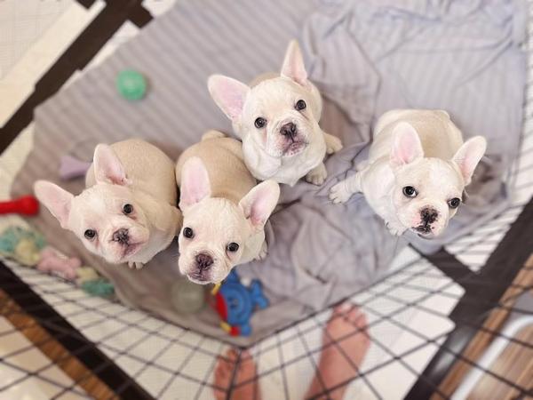 Image 11 of White/Cream French Bulldog Puppies