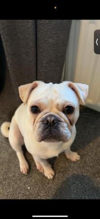 Image 1 of 1 year old white microchipped frug