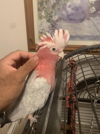 Image 6 of HandReared Cuddly Super Tame Talking Galah Cockatoo Parrot