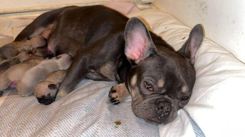 Image 2 of KC Registered French Bulldog Puppies
