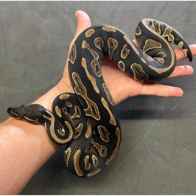Preview of the first image of Black Head 66% Het Lavender Albino 50% Het Pied Ball python.