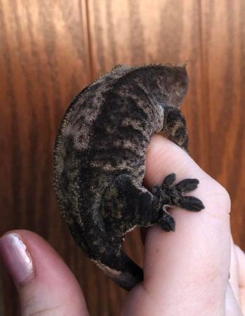 Image 5 of Adult female crested gecko phantom tiger lilly white