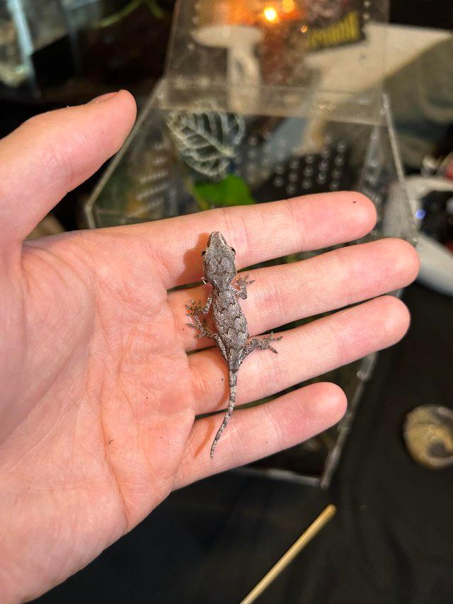 Preview of the first image of Gargoyle Gecko baby for sale…...