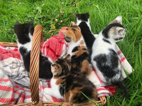 Image 6 of Stunning, Playful Kittens For Sale