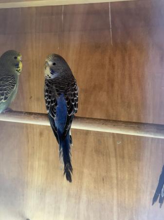 Image 6 of 4 baby exhibition budgies
