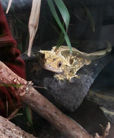 Image 1 of Male harlequin crested gecko + setup