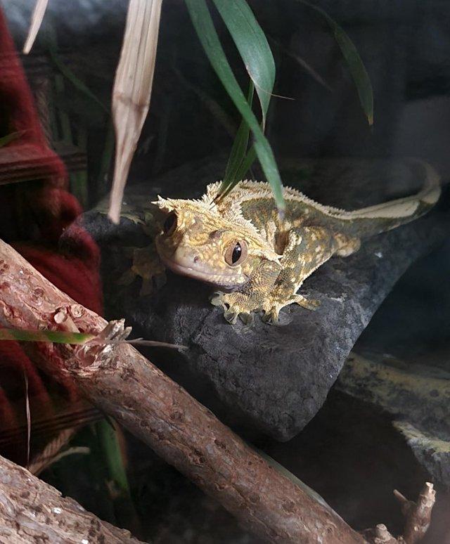 Preview of the first image of Male harlequin crested gecko + setup.