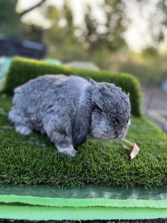 Mini lop female neautred…………… — Pets & Animals in Brentwood
