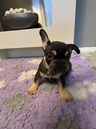 Image 28 of Last one left ready today  KC REG French bulldog puppies