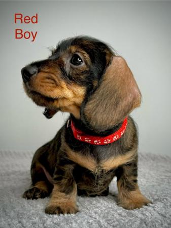 Image 6 of Miniature Dachshund Puppies KC Registered