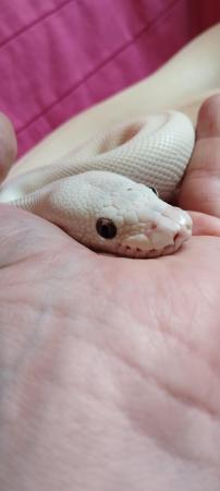 Image 5 of Female Mojave and a Male Lesser Mojave both for £150