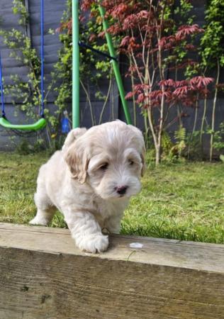 Image 30 of Last one - Beautiful Cockapoo Puppy (girl)- Ready to go now