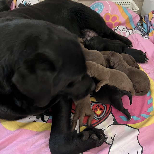 Preview of the first image of 2 weeks Labrador puppies.