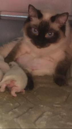 Image 10 of Regis insured fully vaccinated pure Ragdoll kittens £550