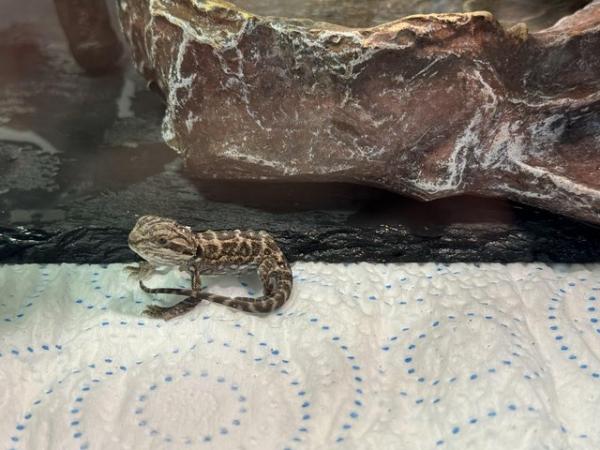Image 7 of Bearded dragons for sale