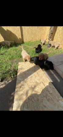 Image 3 of KC registered Labrador puppies