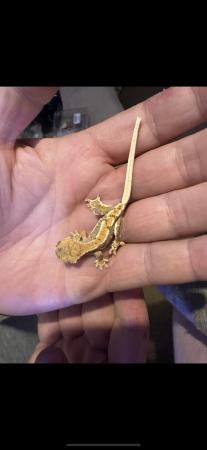 Image 5 of Lily white crested geckos for sale