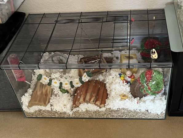 Image 13 of 4 Male Gerbils with Glass Tank *Available*