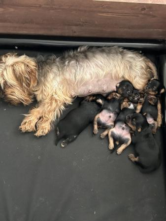 Image 6 of Beautiful Yorkshire Terrier Puppies