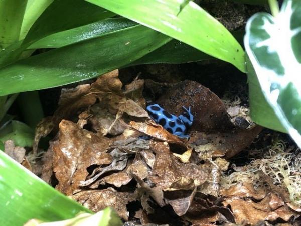 Image 5 of Dendrobates Auratus Super Blue Dart Frog At Urban Exotics