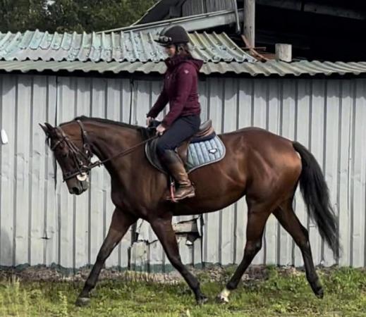 Image 1 of FOR SHARE 16hh ,5 year old TB mare .2/3 days per week .