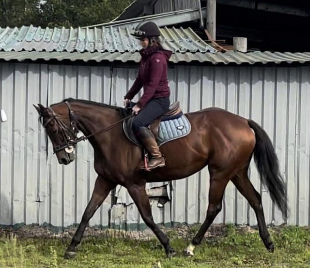 Preview of the first image of FOR SHARE 16hh ,5 year old TB mare .2/3 days per week ..