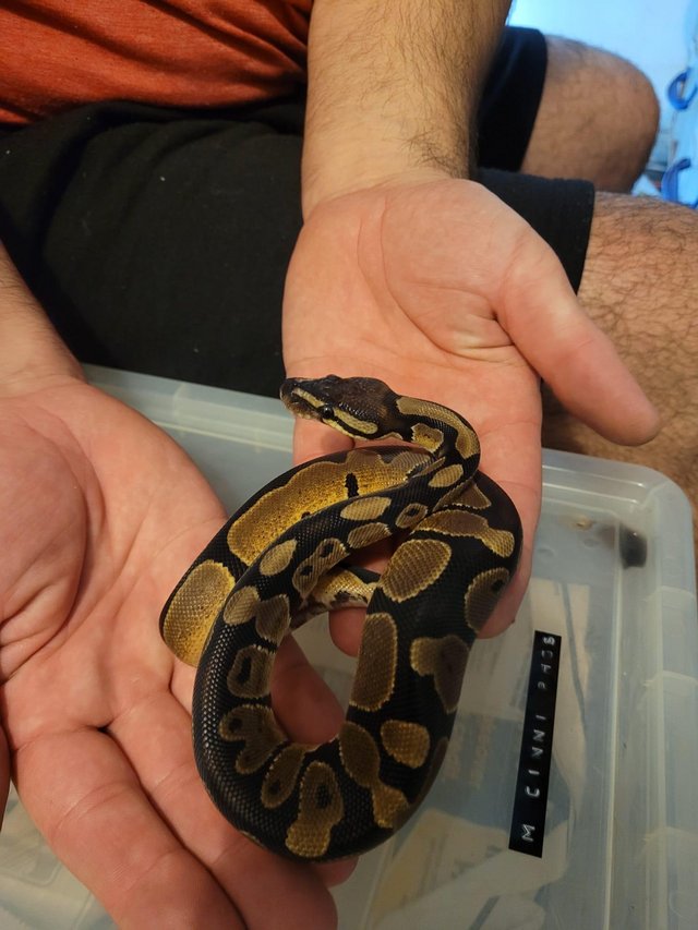Preview of the first image of Royal Python Cinnamon Het Gen Stripe.