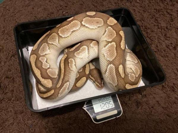 Image 5 of Royal Python Ball Python Juvenile Snakes