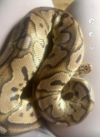 Image 3 of Pastel clown Royal ball python
